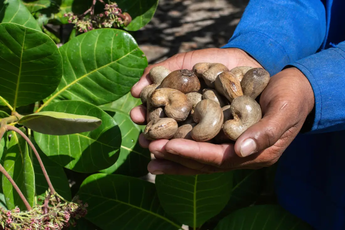 Cashew in Focus: Benin’s Growing Cashew Sector and Trade Rules