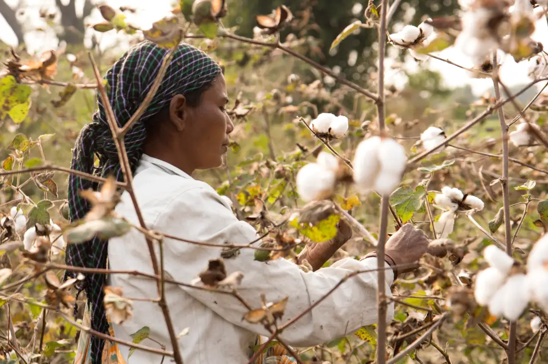 🌾 Benin’s Top Exports in 2024: Cotton, Cashew & Oilseeds